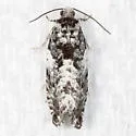 Gypsonoma adjuncta - Hodges#3229 - photo 3