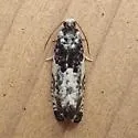 Gypsonoma adjuncta - Hodges#3229 - photo 4