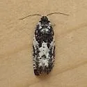 Gypsonoma adjuncta - Hodges#3229 - photo 5