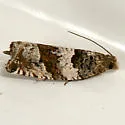 Gypsonoma fasciolana - Hodges#3223