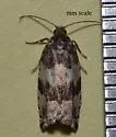 Gypsonoma fasciolana - Hodges#3223 - photo 4