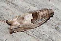 Cottonwood Twig Borer - Hodges#3226