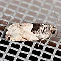 Cottonwood Twig Borer - Hodges#3226 - photo 2