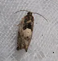 Cottonwood Twig Borer - Hodges#3226 - photo 3