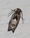 Cottonwood Twig Borer - Hodges#3226 - photo 5