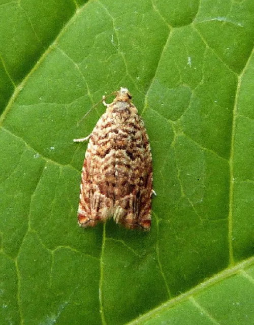 Gypsonoma minutana