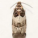 Gypsonoma n. sp. 1 - Hodges#3229.21 - photo 2