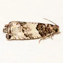 Gypsonoma n. sp. 1 - Hodges#3229.21 - photo 4
