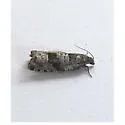 Gypsonoma parryana - Hodges#3225