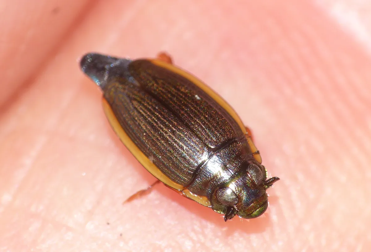 Whirligig Beetles - photo 3