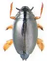 Gyrinus aeratus