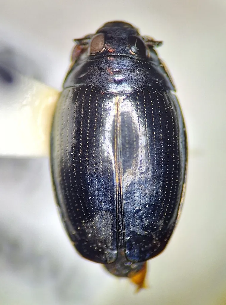 Gyrinus affinis - photo 2