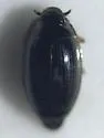 Gyrinus aquiris