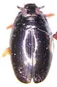 Gyrinus bifarius