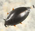 Gyrinus borealis