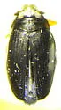 Gyrinus cavatus