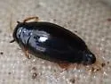 Gyrinus cavatus - photo 2