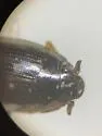 Gyrinus cavatus - photo 4