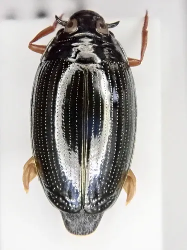 Gyrinus distinctus