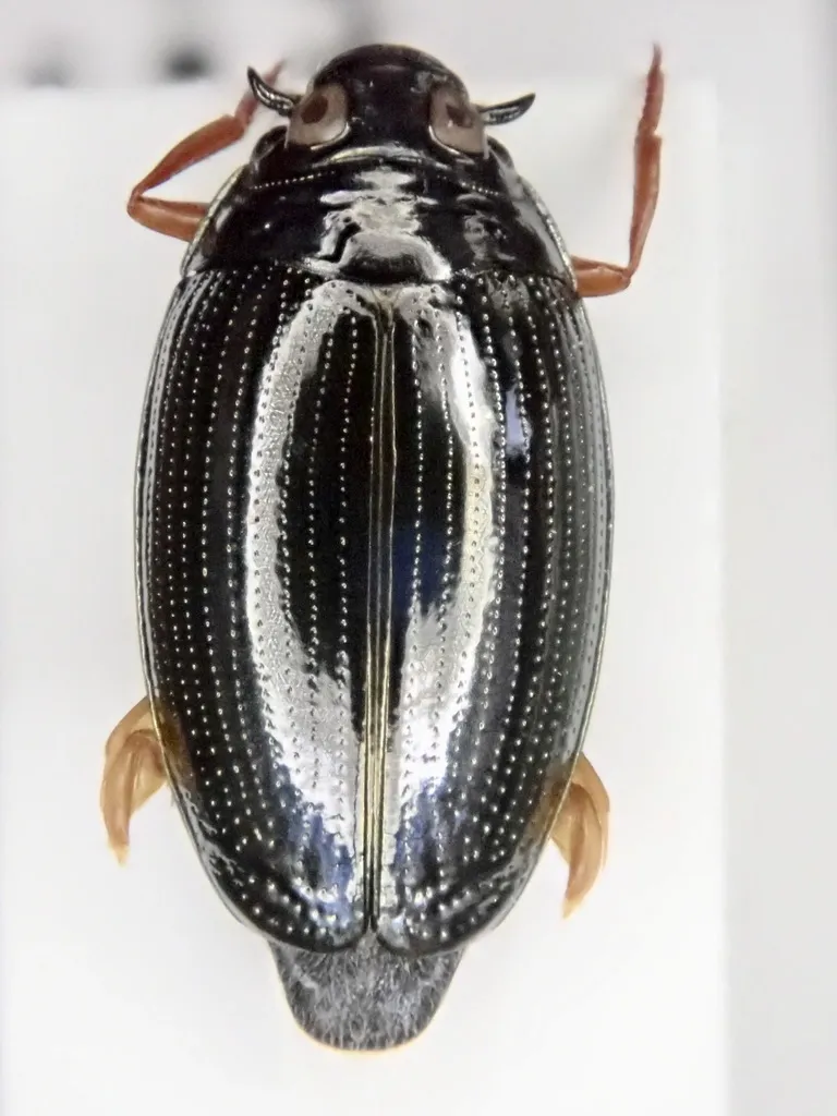 Gyrinus distinctus - photo 2