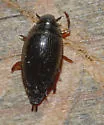 Gyrinus dubius - Gyrinus dubius