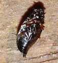 Gyrinus dubius - photo 2