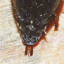 Gyrinus dubius - photo 3
