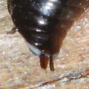 Gyrinus dubius - photo 4
