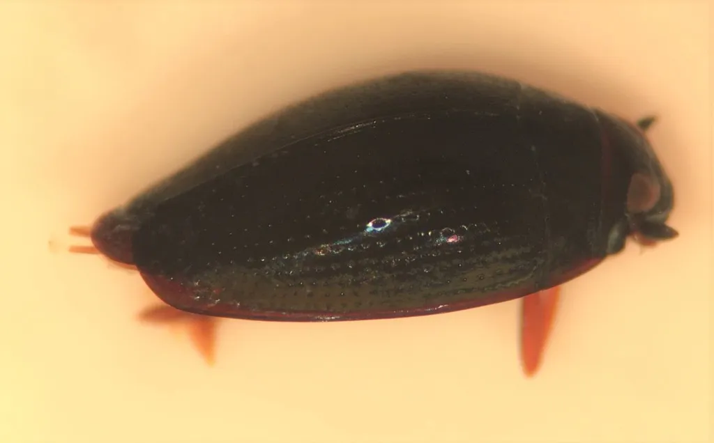 Gyrinus elevatus - photo 2