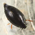 Gyrinus lecontei - Gyrinus lecontei
