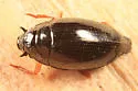 Gyrinus marginellus - photo 2