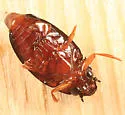 Gyrinus marginellus - photo 3
