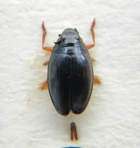 Gyrinus marinus - Gyrinus marinus
