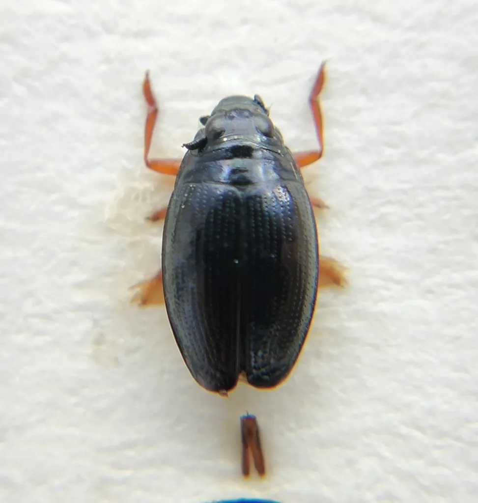 Gyrinus marinus - photo 2