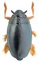 Gyrinus minutus - Gyrinus minutus