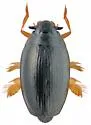 Gyrinus minutus - photo 2