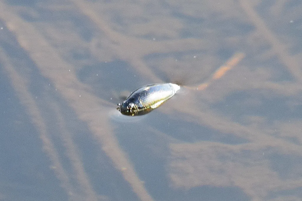 mellow-bug - photo 2