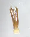Gyrinus pachysomus - photo 4
