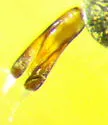 Gyrinus pectoralis - photo 2
