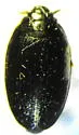 Gyrinus picipes - Gyrinus picipes