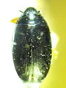 Gyrinus pleuralis - Gyrinus pleuralis
