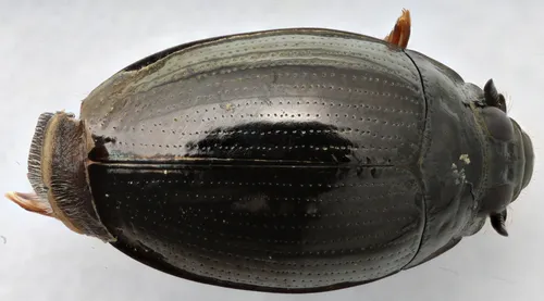 Gyrinus plicifer - Gyrinus plicifer