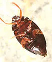 Gyrinus pugionis