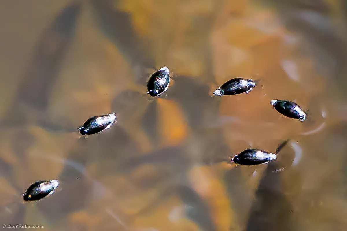 Common European Whirligig Beetle - photo 3