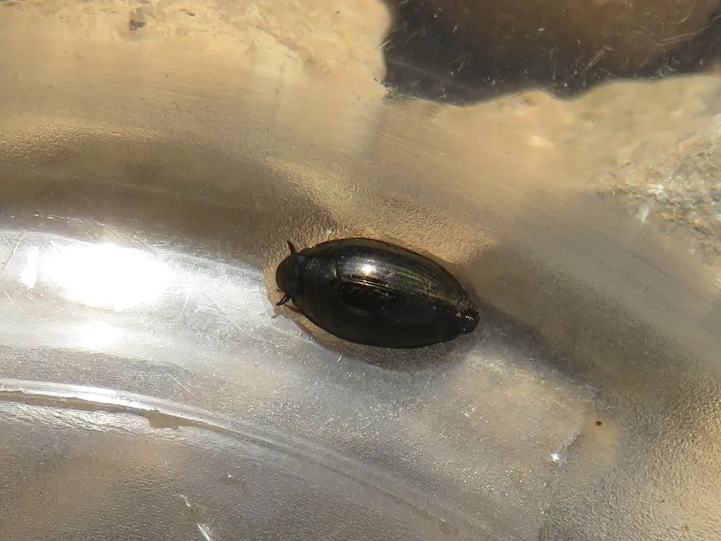 Gyrinus urinator - photo 2