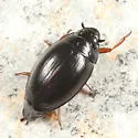 Gyrinus wallisi - Gyrinus wallisi