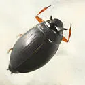 Gyrinus wallisi - photo 2