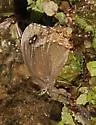 Red-bordered Satyr - Hodges#4602