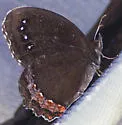 Red-bordered Satyr - Hodges#4602 - photo 2