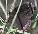 Red-bordered Satyr - Hodges#4602 - photo 3